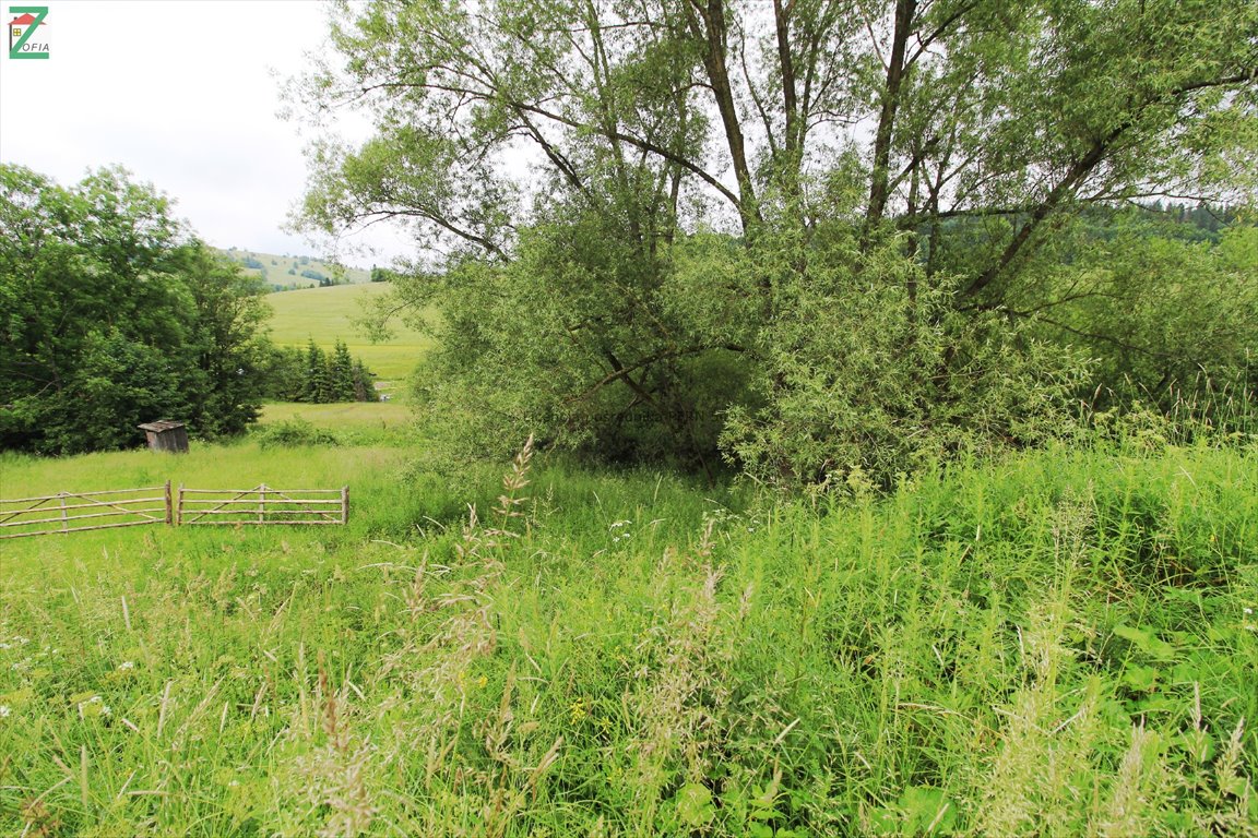 Działka budowlana na sprzedaż CHOCHOŁÓW  1 800m2 Foto 3