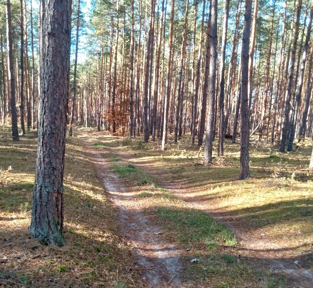 Działka leśna na sprzedaż Klwów, Nowy Świat, Nowy Świat  6 170m2 Foto 1