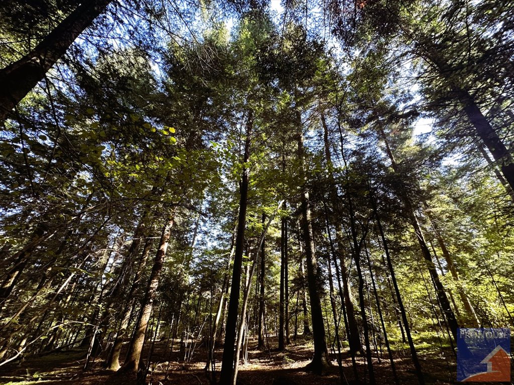 Działka leśna na sprzedaż Pisarzowa  4 800m2 Foto 7