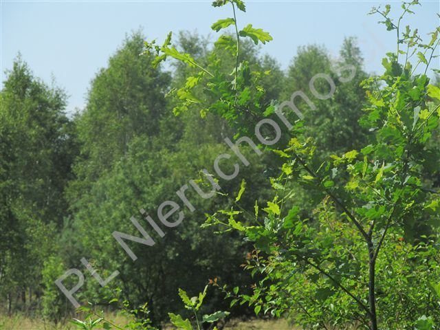 Działka rolna na sprzedaż Gójszcz 1 050m2 Foto 1 Działka rolna na sprzedaż Gójszcz 1 050m2 Foto 1