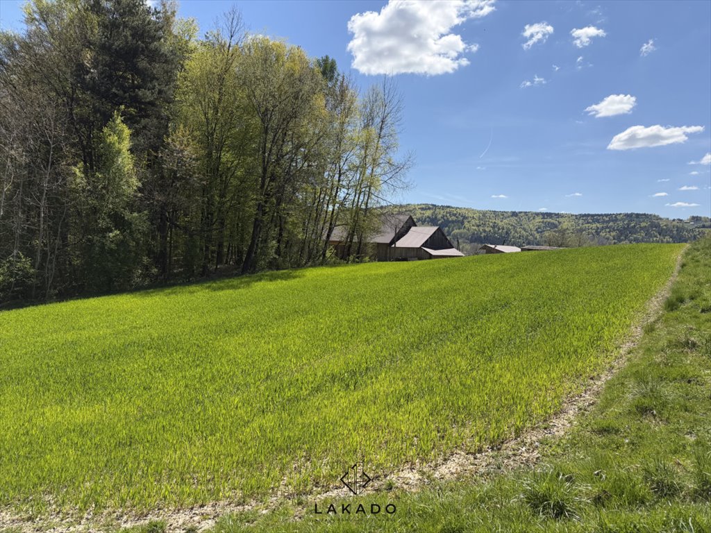 Działka 23 arów z lasem i podziałem na strefy Bartkowa-Posadowa  2 300m2 Foto 1