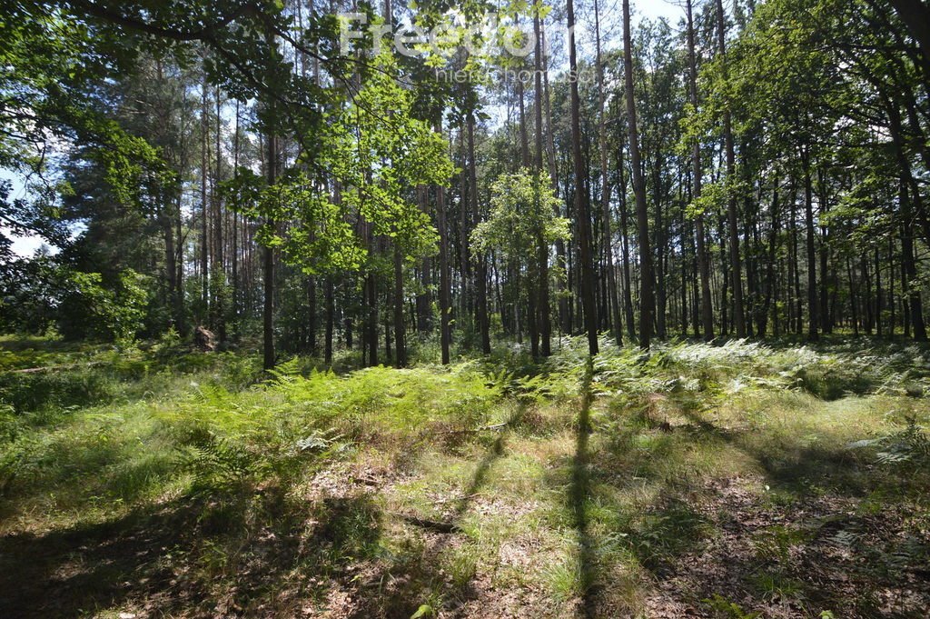 Działka leśna na sprzedaż Ochodze  10 160m2 Foto 9