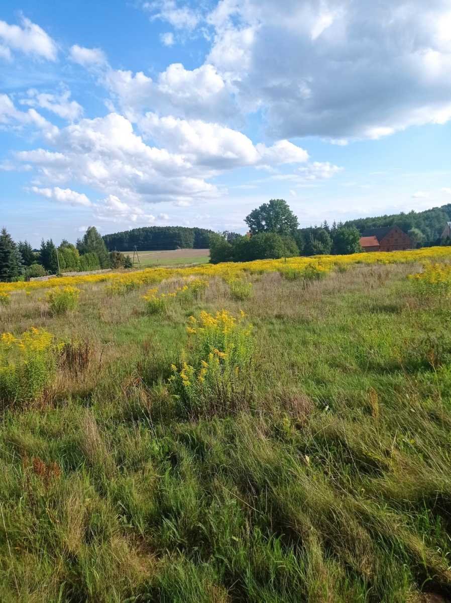 Działka budowlana na sprzedaż Lubin  999m2 Foto 2