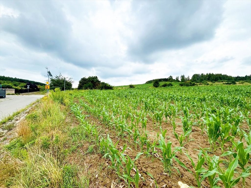 Działka budowlana na sprzedaż Rogożnik  50 000m2 Foto 6