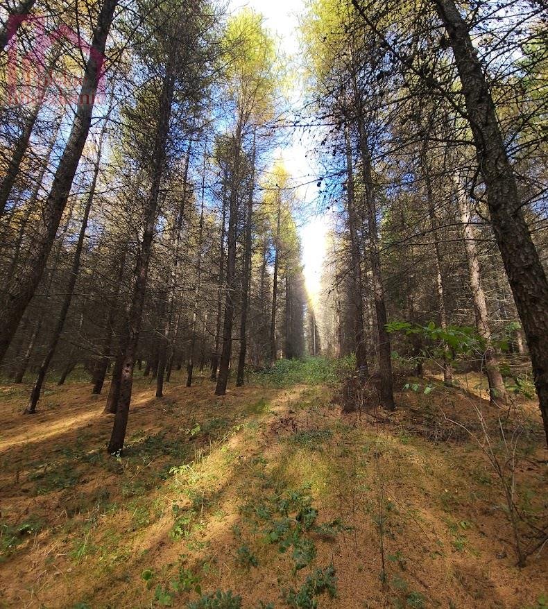 Las na sprzedaż 15,43 ha z widokami na Bieszczady Ruszelczyce  154 300m2 Foto 1