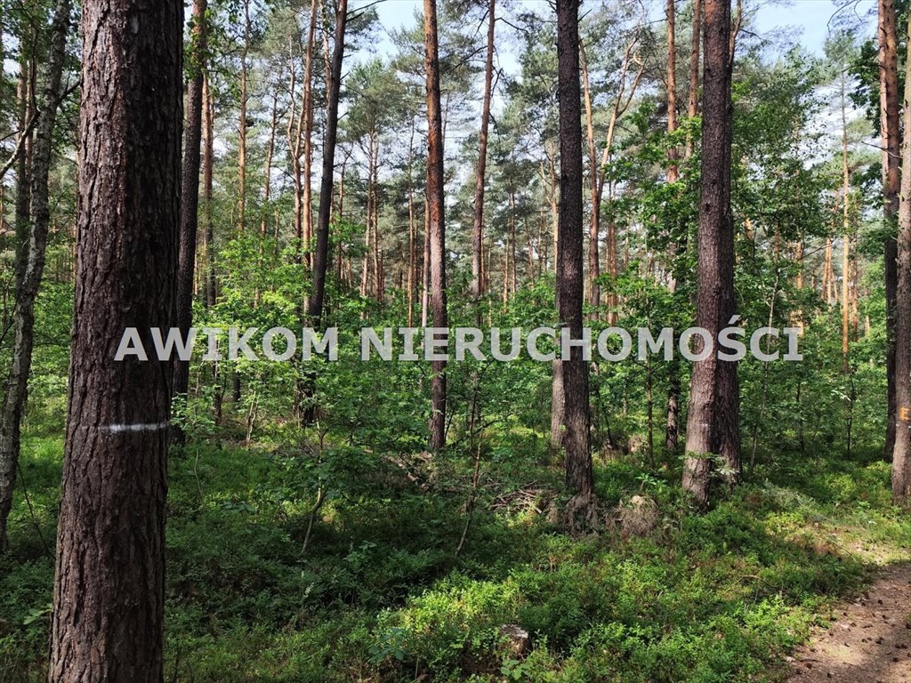 Działka budowlana na sprzedaż Grabina Radziwiłłowska  15 000m2 Foto 1