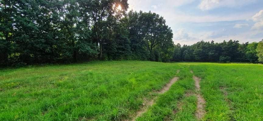 Działka budowlana na sprzedaż Korfowe  7 000m2 Foto 7