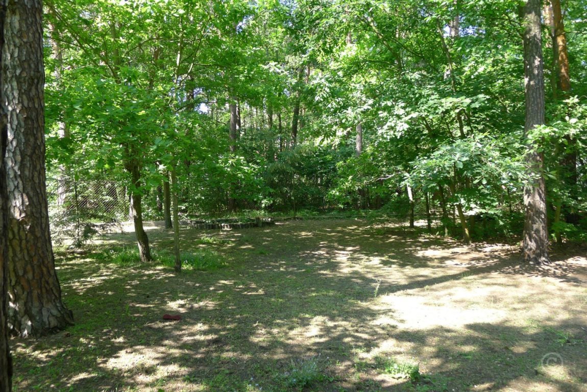 Działka leśna na sprzedaż Jedlicze A 1 000m2 Foto 1 Działka leśna na sprzedaż Jedlicze A 1 000m2 Foto 1