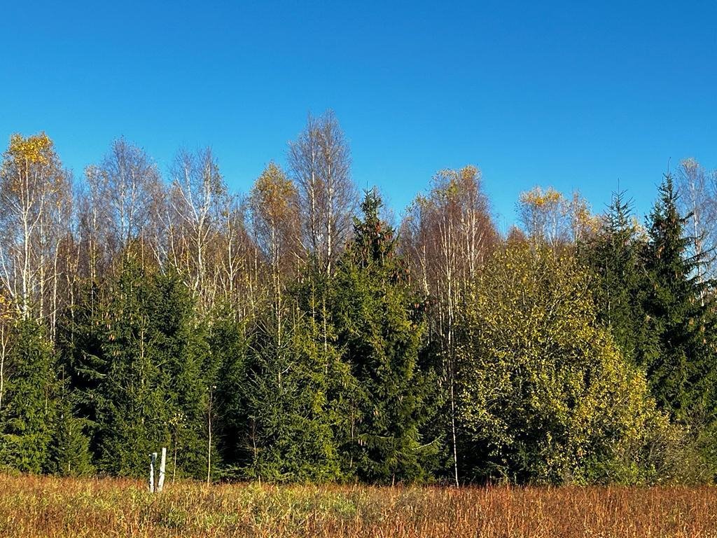 Działka siedliskowa na sprzedaż Zadry  70 600m2 Foto 2