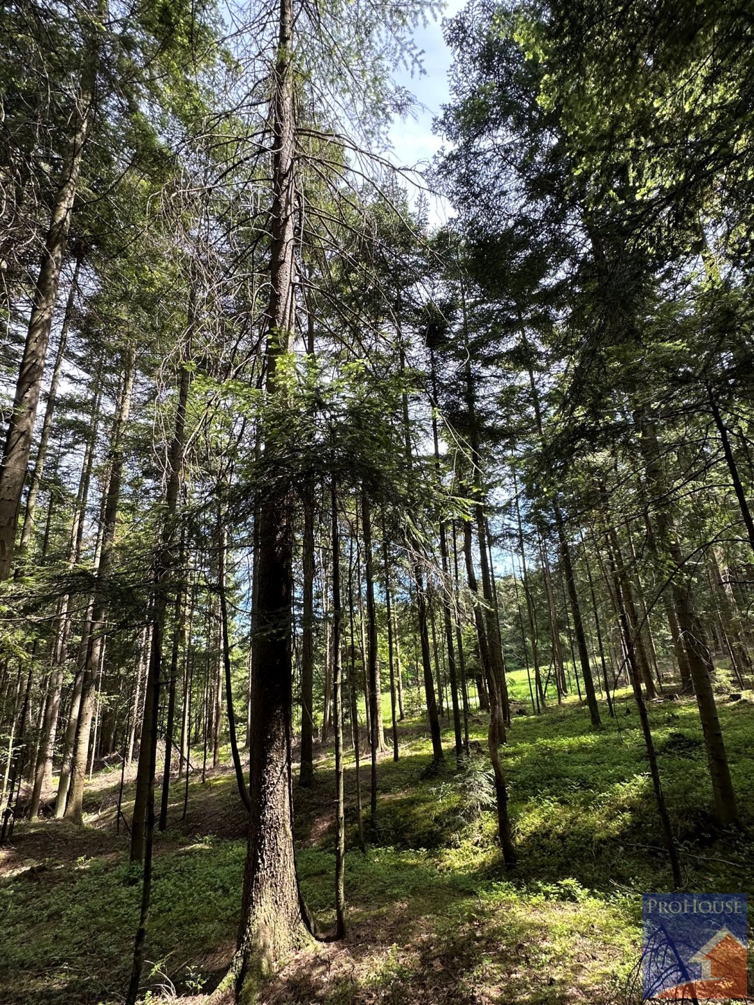 Działka leśna na sprzedaż Podłopień  5 200m2 Foto 15