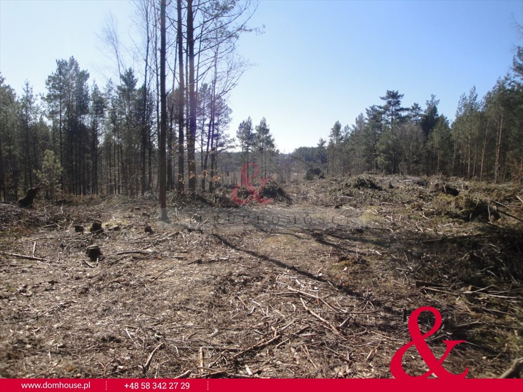 Działka leśna na sprzedaż Borek Kamienny  3 100m2 Foto 1