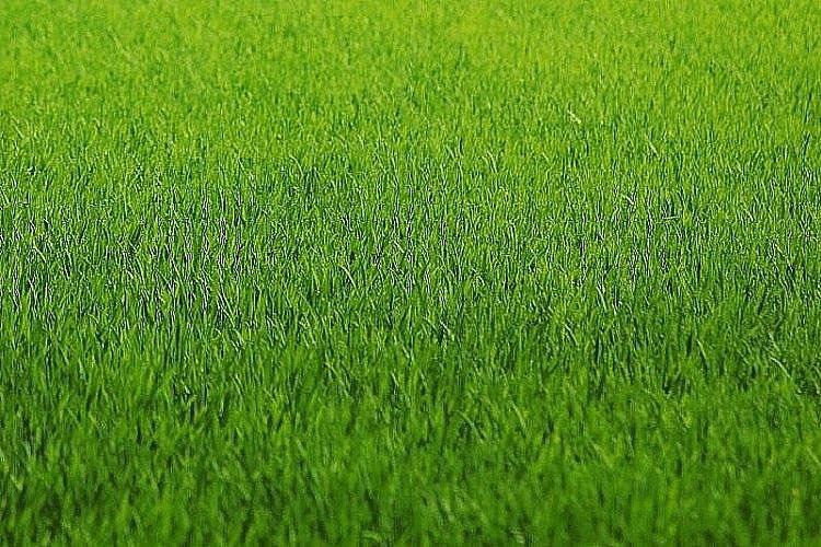 Działka budowlana na sprzedaż Białystok, Dojlidy Górne 1 062m2 Foto 1 Działka budowlana na sprzedaż Białystok, Dojlidy Górne 1 062m2 Foto 1