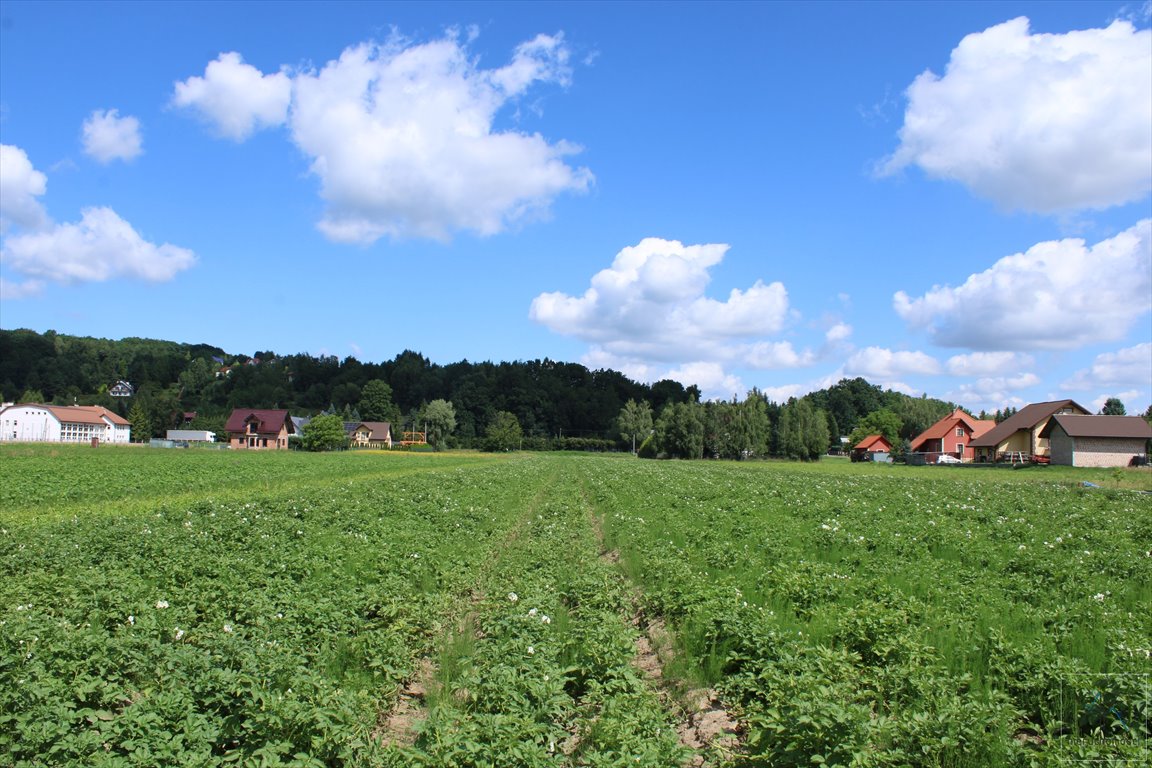 Działka budowlana na sprzedaż Winiary  10 200m2 Foto 10