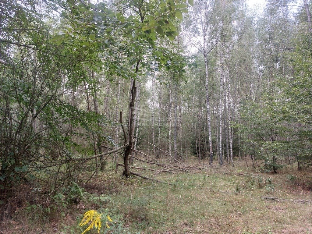 Działka budowlana na sprzedaż Węgajty  18 600m2 Foto 1