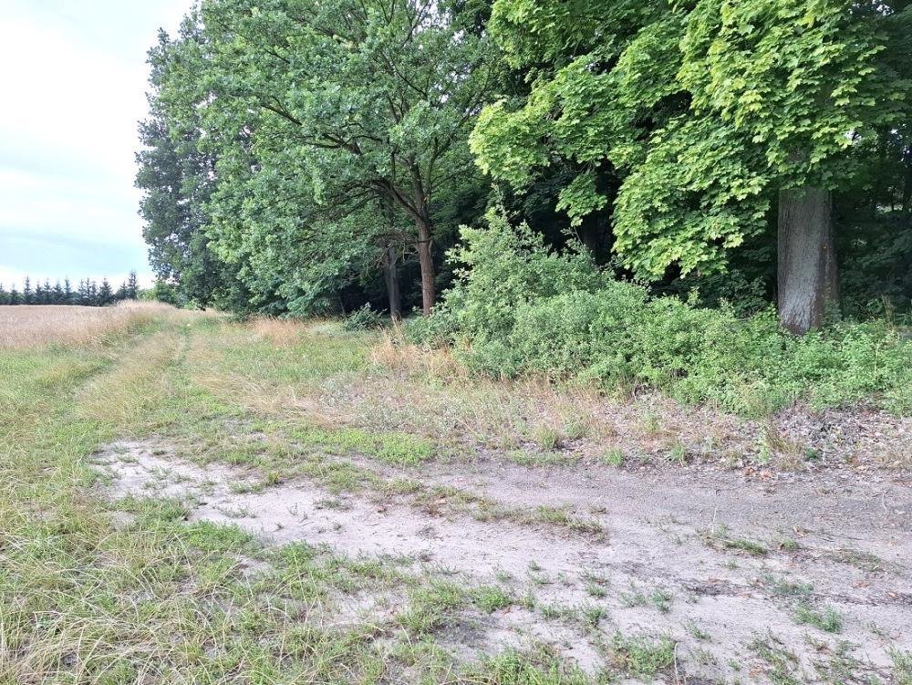 Do sprzedania działka rezydencjalna 3588 m² z lasem w Grzebienisku Grzebienisko, Szamotulska  3 588m2 Foto 1