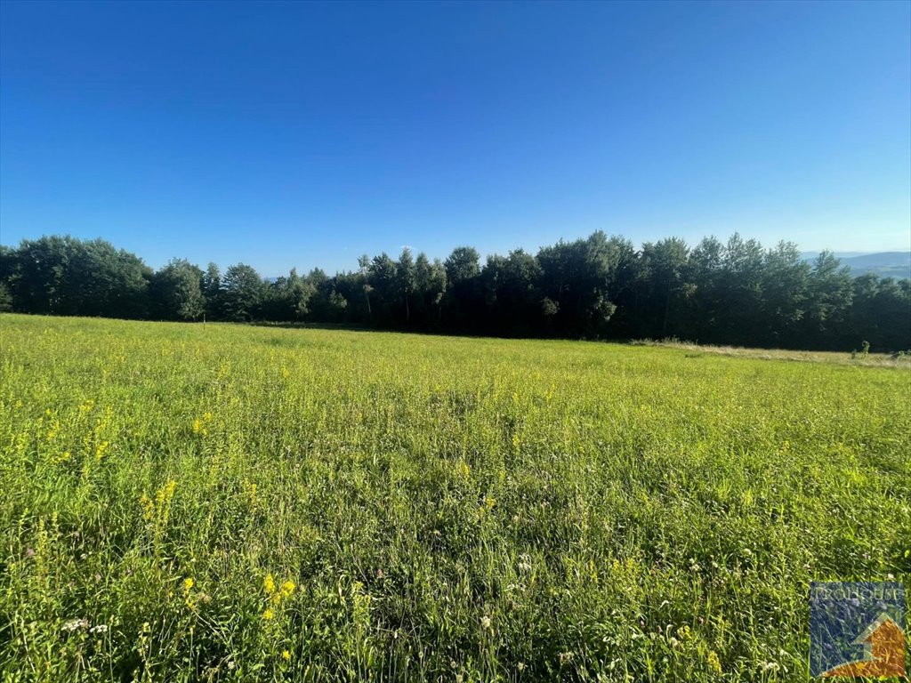 Działka budowlana na sprzedaż Kłodne  5 200m2 Foto 11