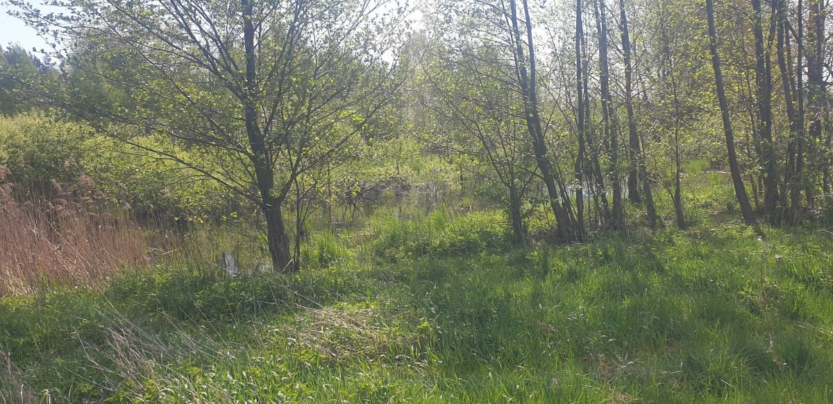 Działka budowlana na sprzedaż Józefów, Józefów gmina Dąbrówka  10 744m2 Foto 12