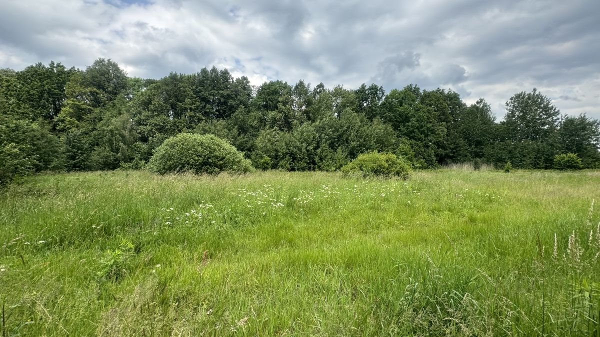 Działka leśna na sprzedaż Złotniki Lubańskie  8 900m2 Foto 1