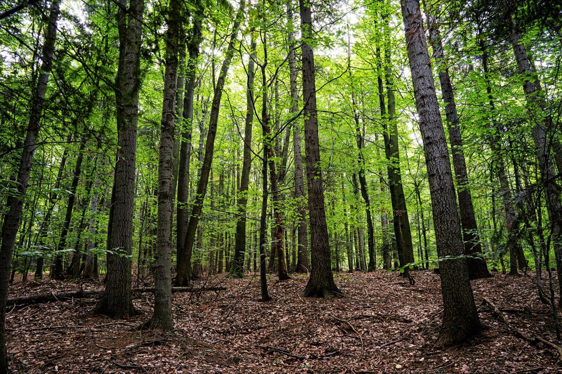 Działka leśna na sprzedaż Łęki  5 800m2 Foto 13