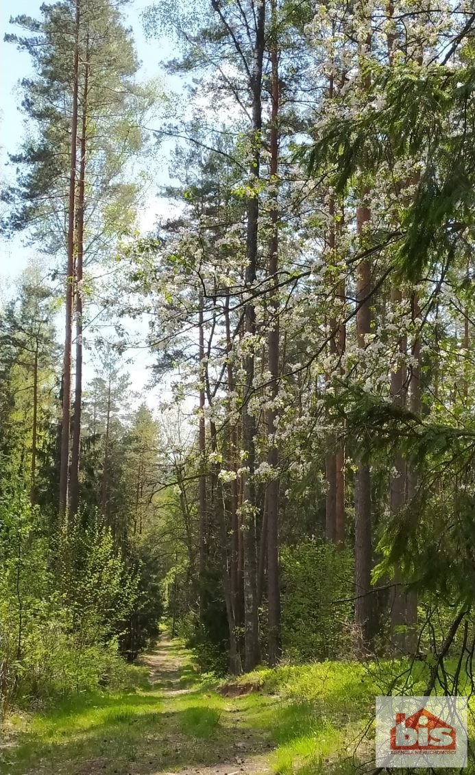 Działka leśna na sprzedaż Gradoczno  64 500m2 Foto 1