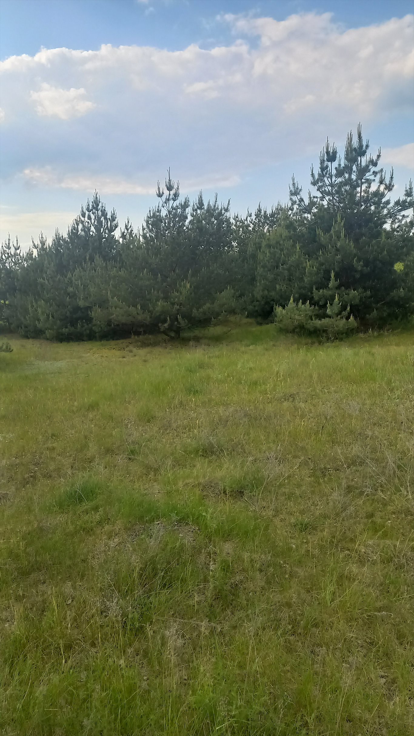 Działka pod dom w Mierzynku 4 469 m2, WZ, cicha okolica Mierzynek  4 469m2 Foto 1