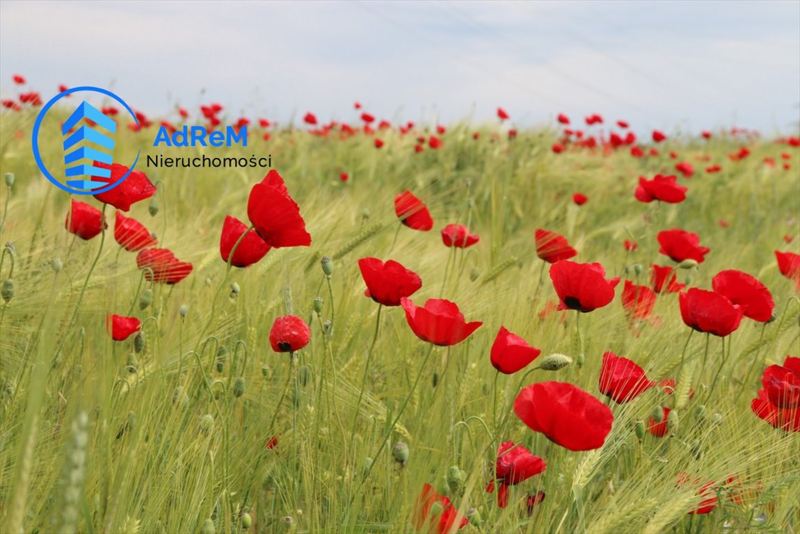 Działka gospodarstwo rolne na sprzedaż Ruda  4 731m2 Foto 3