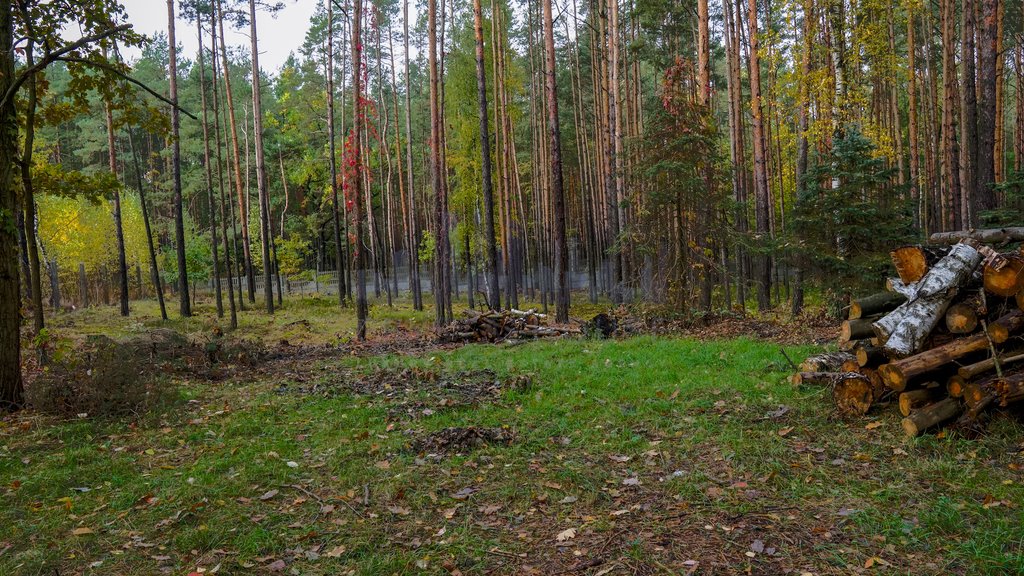 Działka inna na sprzedaż Warszawa, Wesoła, Stara Miłosna, Torfowa (1)  8 181m2 Foto 5