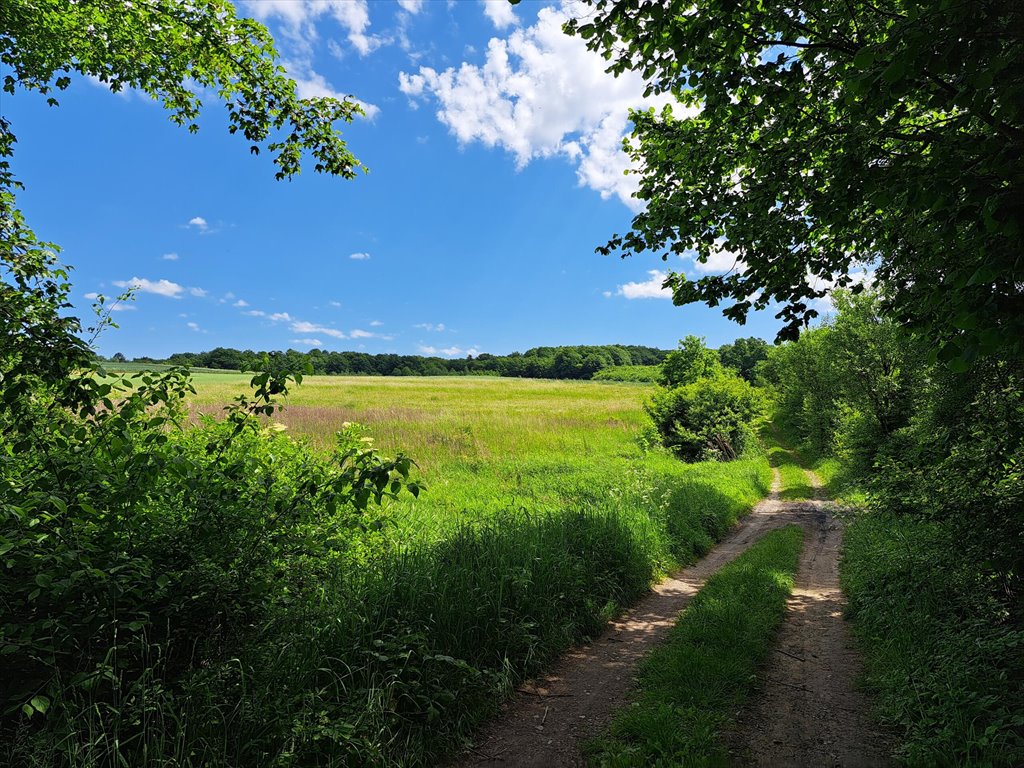 Działka leśna na sprzedaż Podniebyle  6 089m2 Foto 14