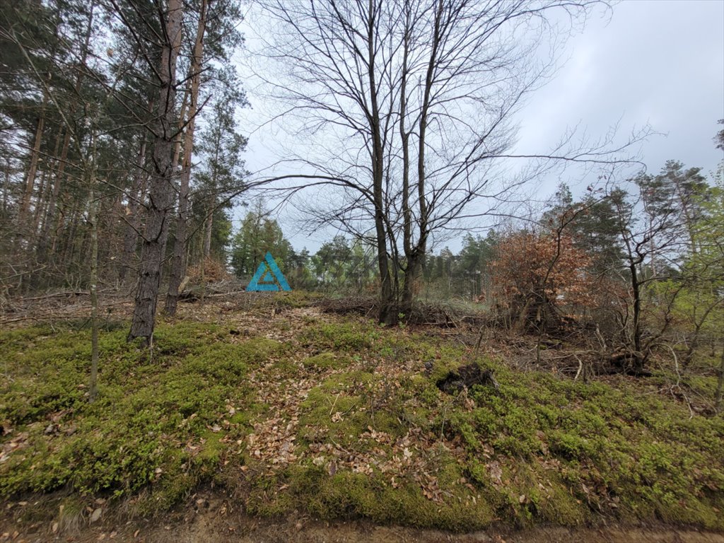 Działka leśna na sprzedaż Borek Kamienny  6 272m2 Foto 9