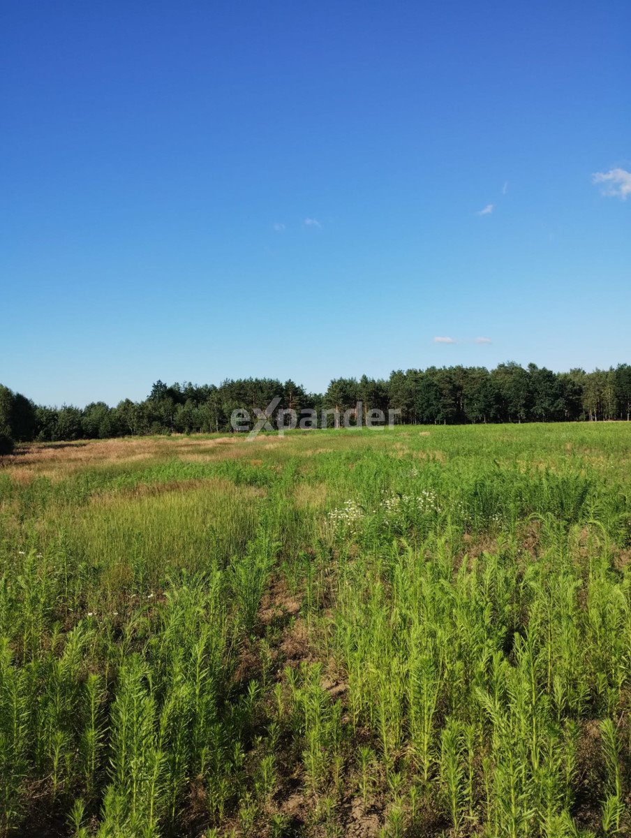 Działka rolna na sprzedaż Blinno  15 000m2 Foto 9