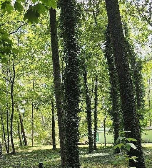 Działka budowlana na sprzedaż Podkowa Leśna  2 182m2 Foto 3