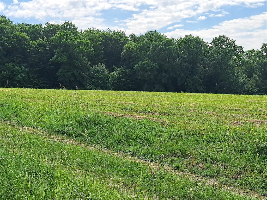 Działka leśna na sprzedaż Podniebyle  6 089m2 Foto 5