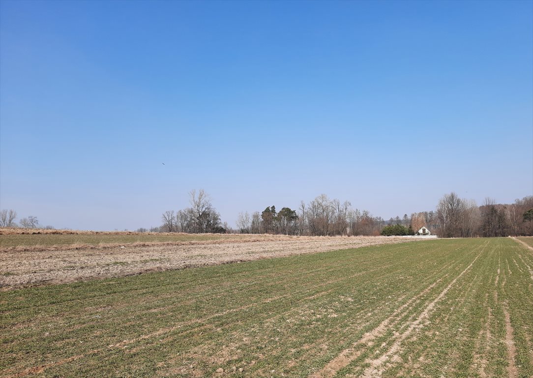 Działka budowlana na sprzedaż Godzianów  7 800m2 Foto 3