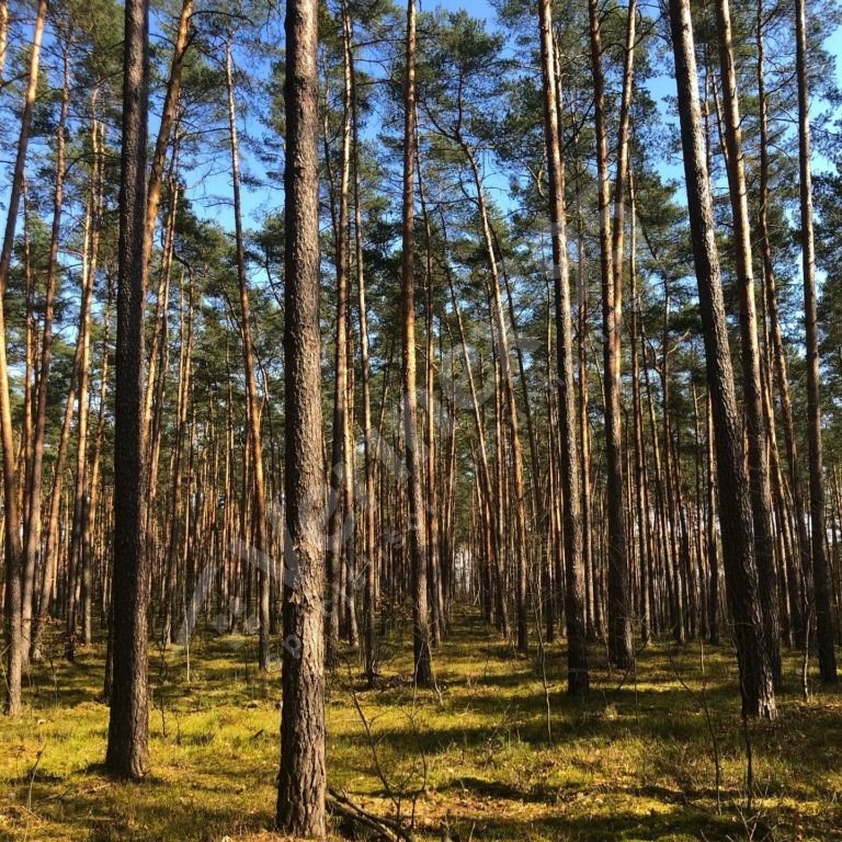 Działka leśna na sprzedaż Łowyń  115 200m2 Foto 2