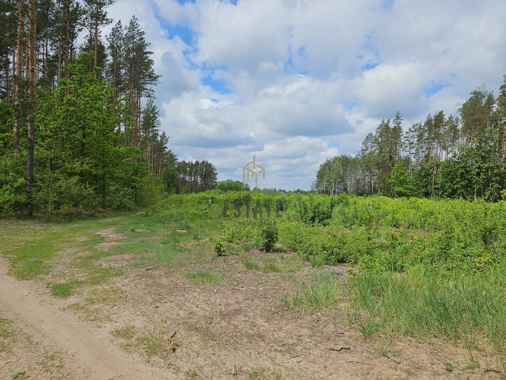 Sprzedam działkę 3500 m² z warunkami zabudowy i lasem Skrybicze  3 500m2 Foto 1