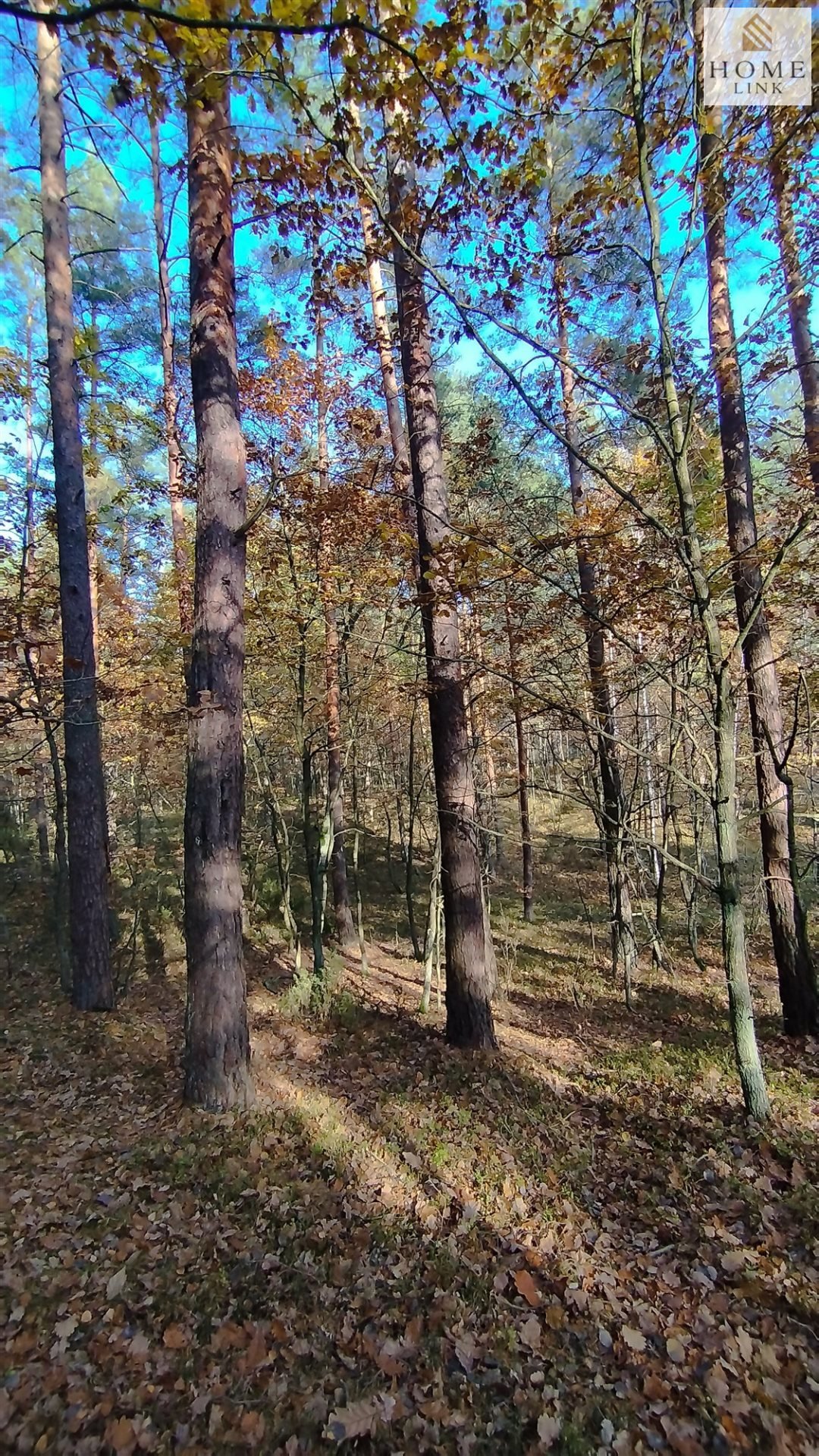 Działka leśna na sprzedaż Gryźliny  4 900m2 Foto 2