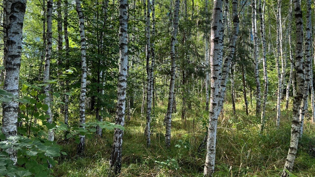 Działka siedliskowa na sprzedaż Henrykowo  144 700m2 Foto 8