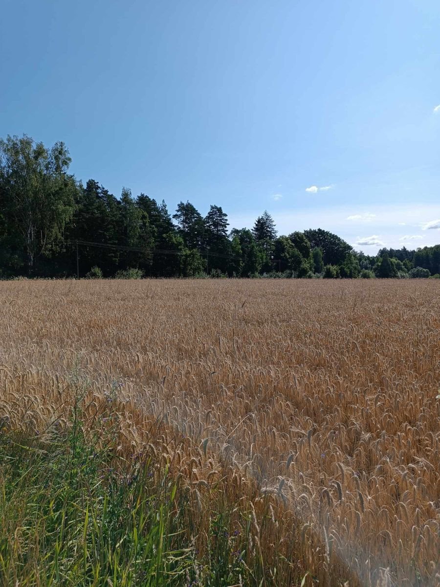 Działka gospodarstwo rolne na sprzedaż Małynka  6 002m2 Foto 2