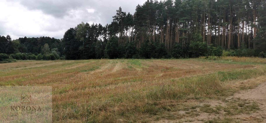 Działka rolna na sprzedaż Kudrycze  14 500m2 Foto 4