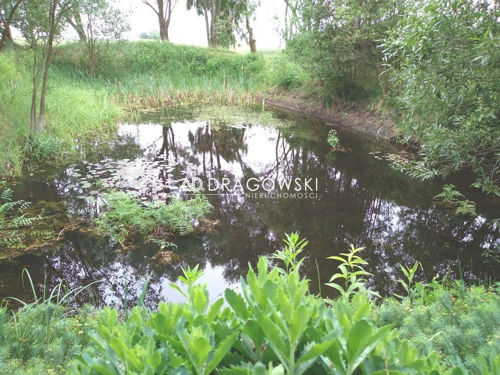 Działka rolna na sprzedaż Kraszewo-Gaczułty  5 100m2 Foto 3