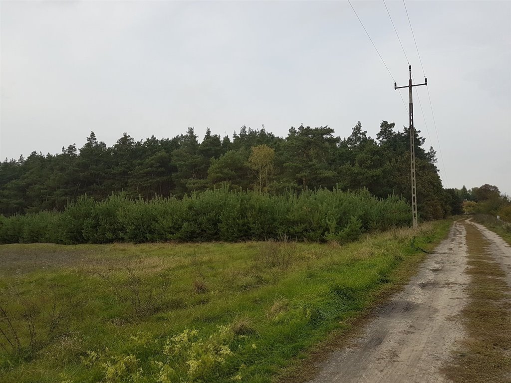 Działka leśna 2,1 ha z możliwością zabudowy w Bałdrzychowie Bałdrzychów  21 000m2 Foto 1