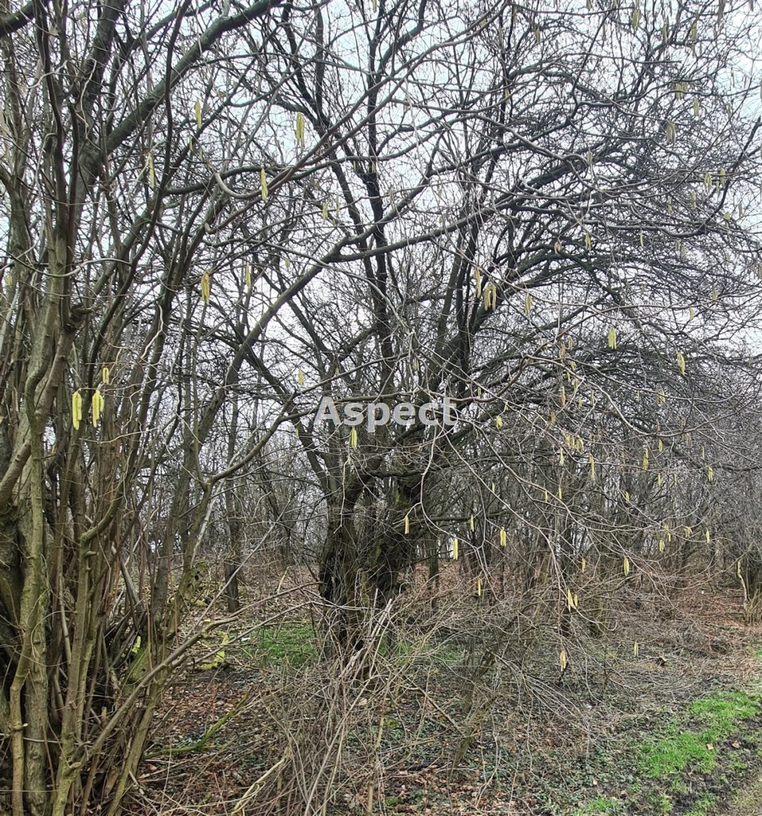 Działka budowlana na sprzedaż Łaziska  819m2 Foto 1