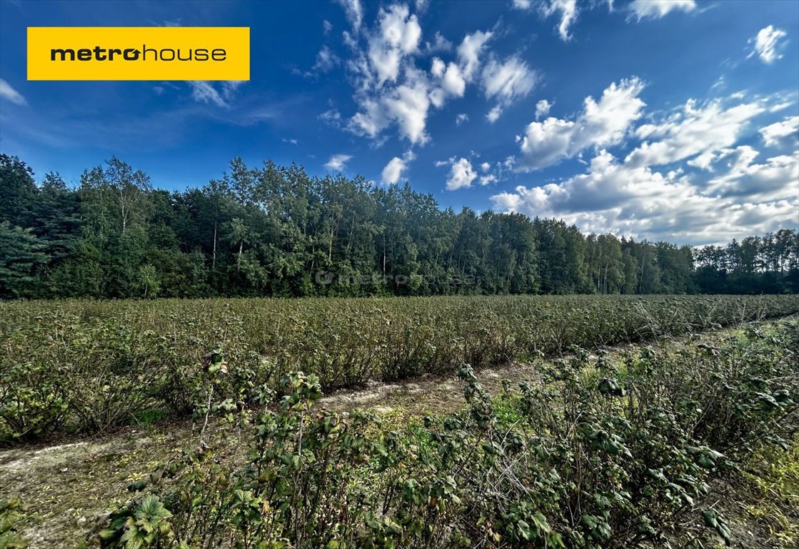 Działka inna na sprzedaż Powązki  22 000m2 Foto 1