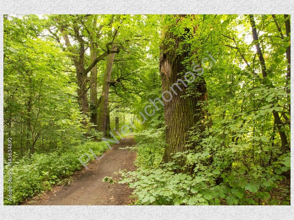 Działka leśna na sprzedaż Radziejowice  4 297m2 Foto 1