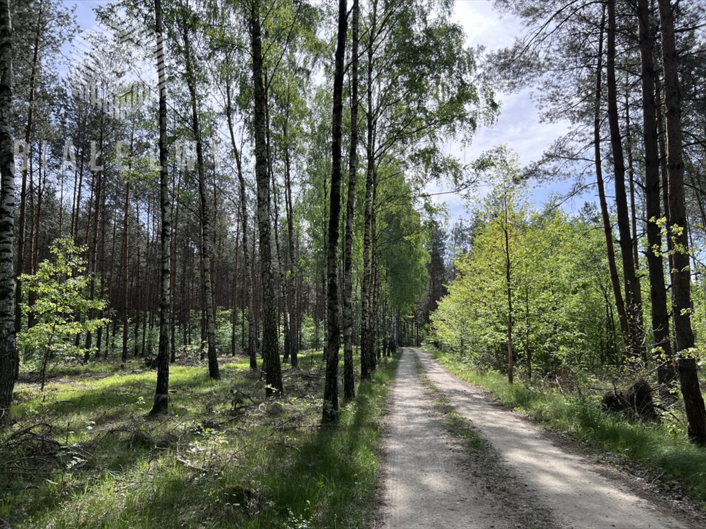 Działka budowlana na sprzedaż Osuchów  3 001m2 Foto 9