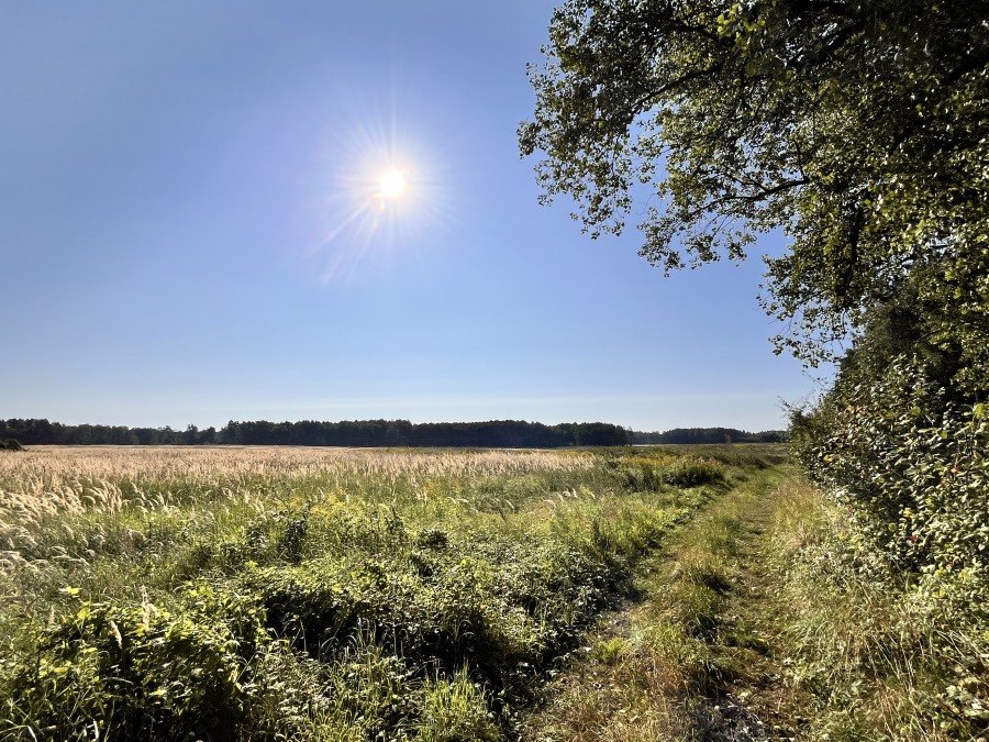 Działka leśna na sprzedaż Dalewo  43 600m2 Foto 4