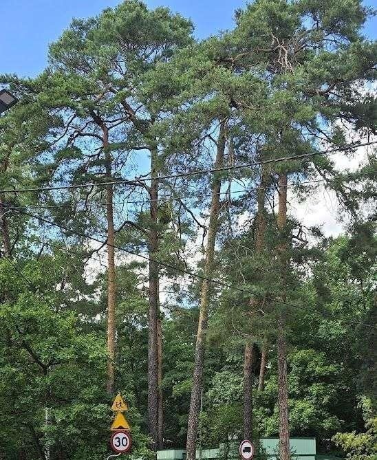 Działka budowlana na sprzedaż Podkowa Leśna  2 182m2 Foto 1