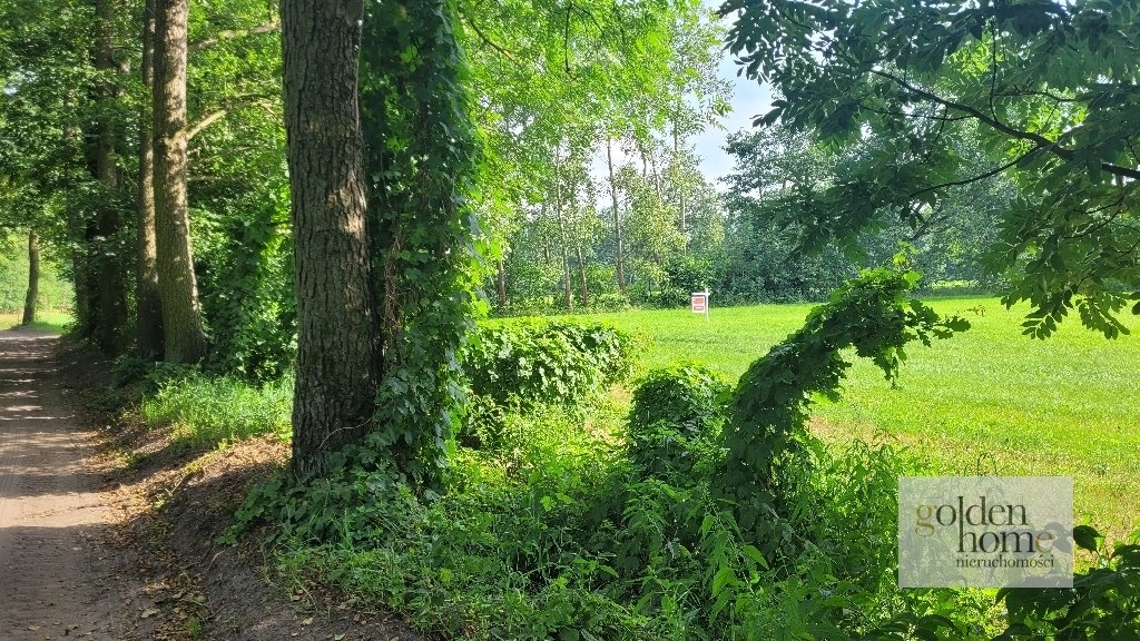 Działka budowlana na sprzedaż Kąkolewo, Albertowsko  5 000m2 Foto 9