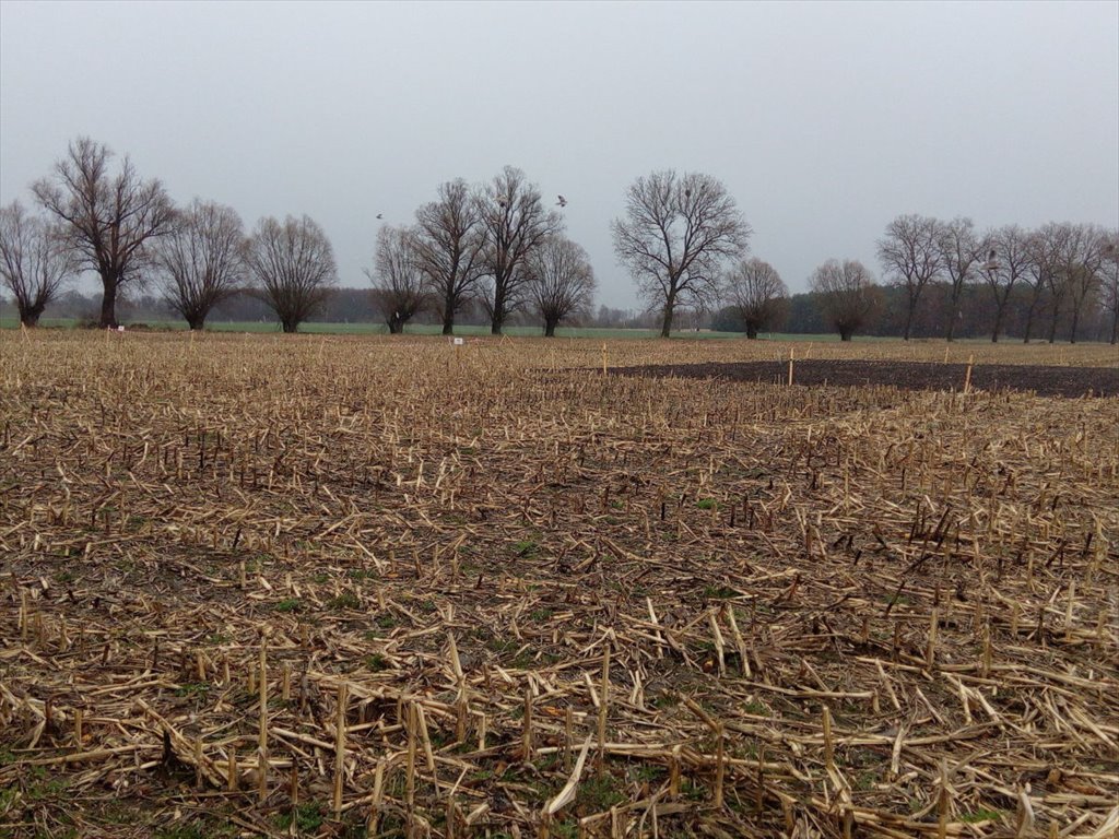 Działka budowlana na sprzedaż Kłecko, Gorzuchowo  1 540m2 Foto 15