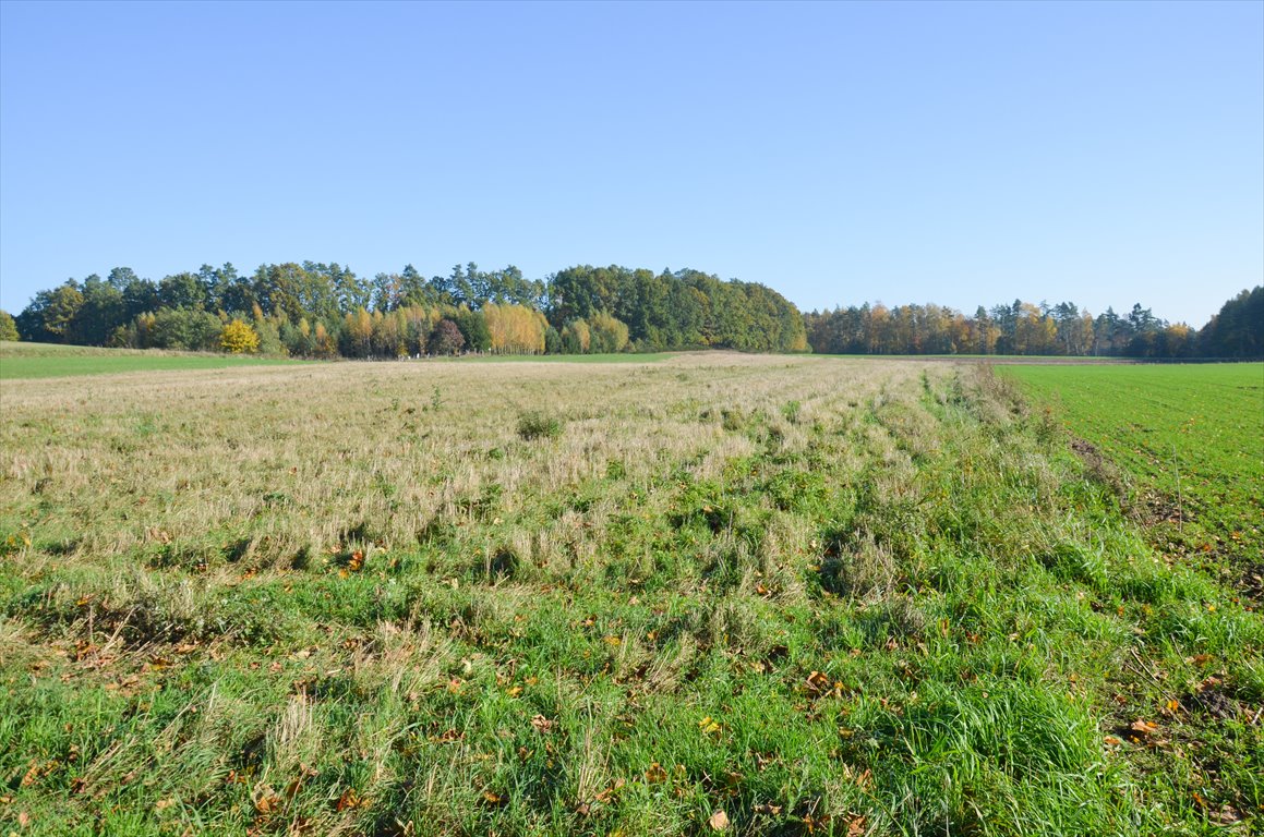 Działka siedliskowa na sprzedaż Borkowo  3 000m2 Foto 5